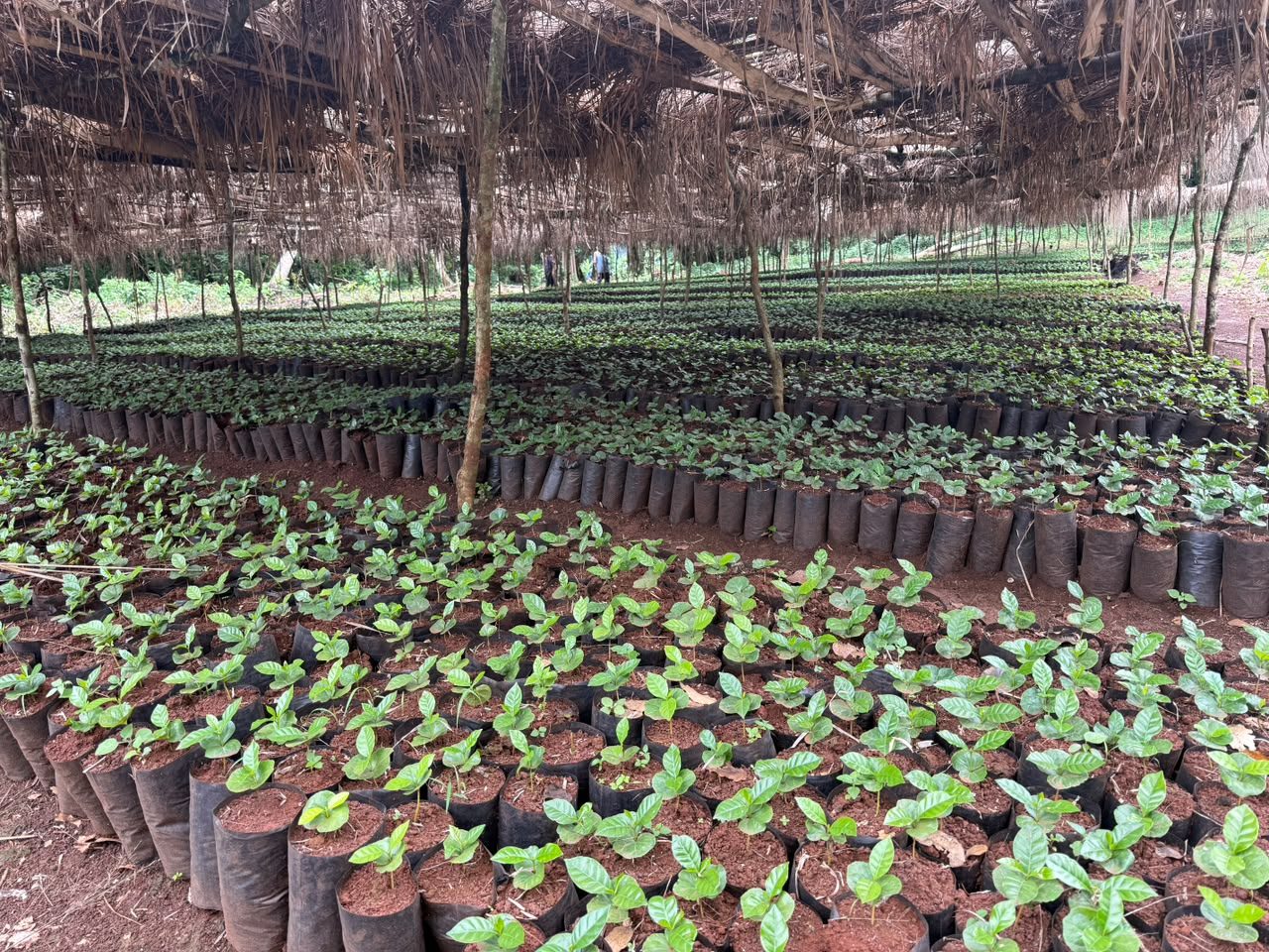 Rows of coffee seedlings under the shade roof at the Moyica nursery