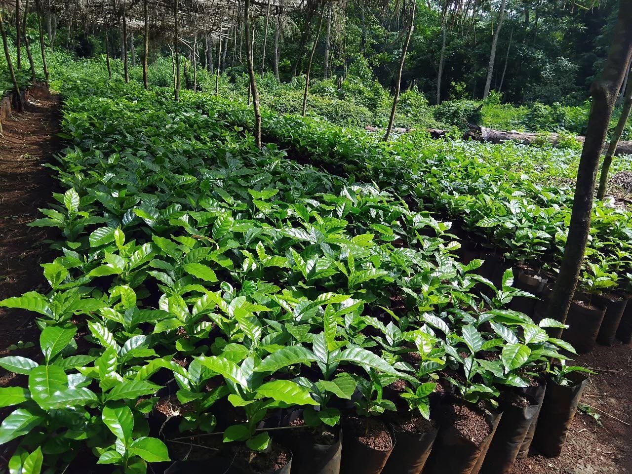 Young coffee seedlings at the Moyica nursery in the Kaffa zone
