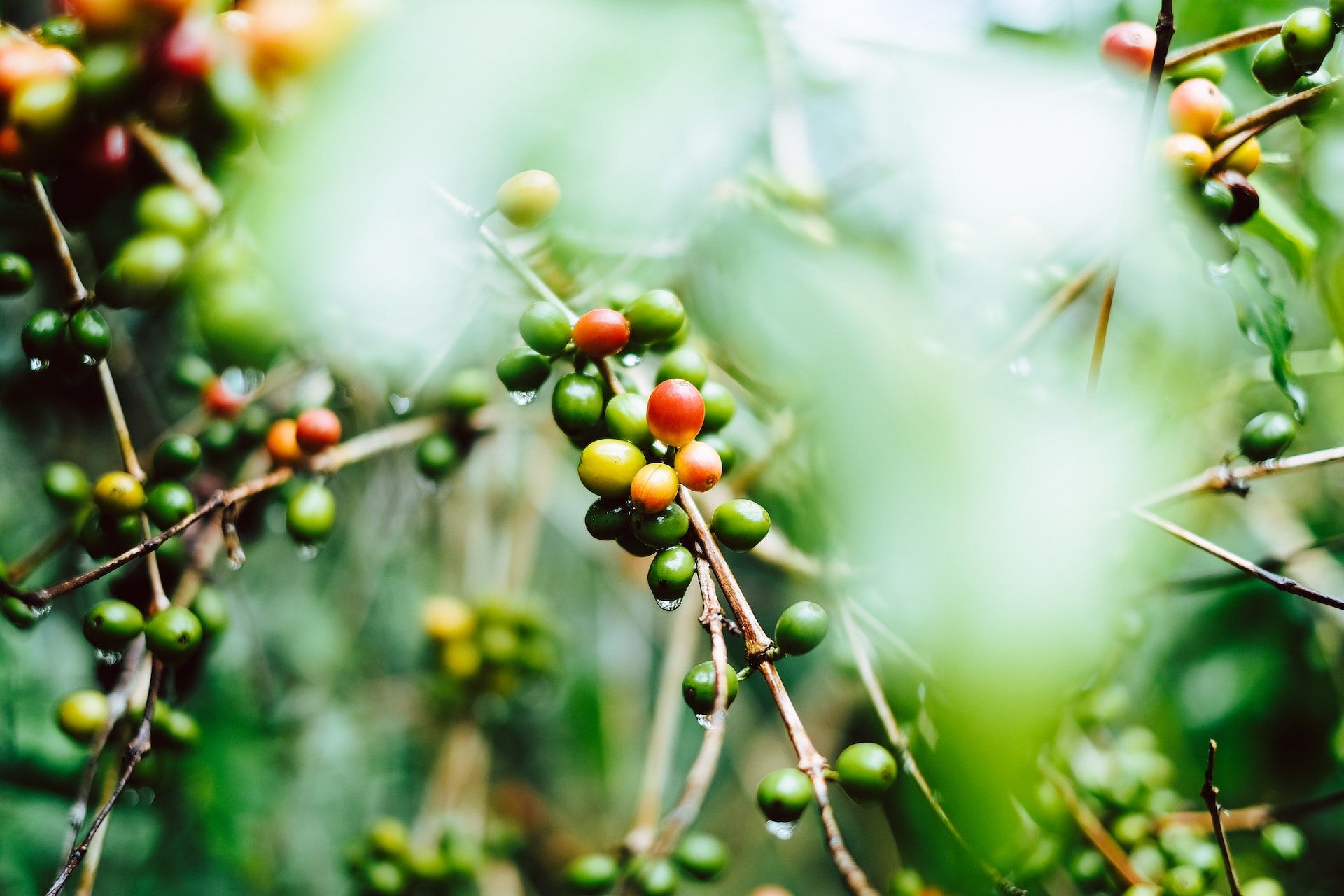 Coffee cherries ripening in the wild Kaffa coffee forest