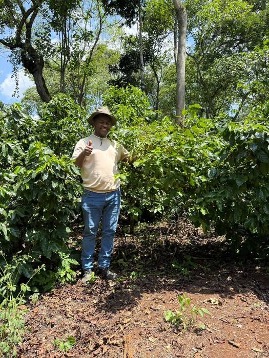 An agronomist inspecting coffee trees on the farm
