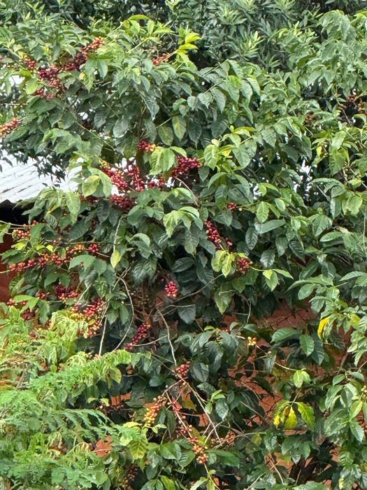 Coffee cherries ripening on a branch