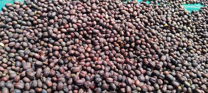 Dried coffee cherries ready for hulling