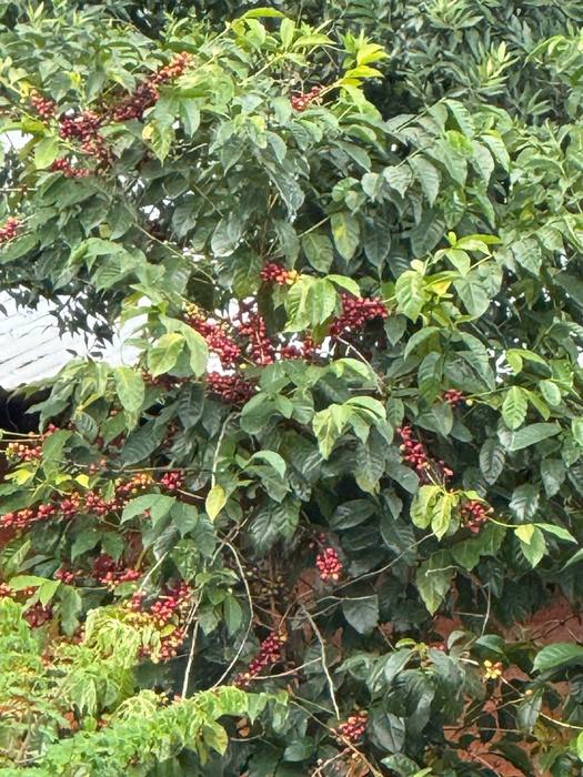 Ripe red coffee cherries on the branch