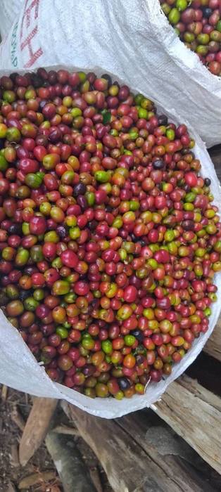 Freshly picked red cherries in a collection sack