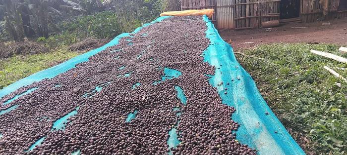 Partly filled raised drying bed at the Moyica site
