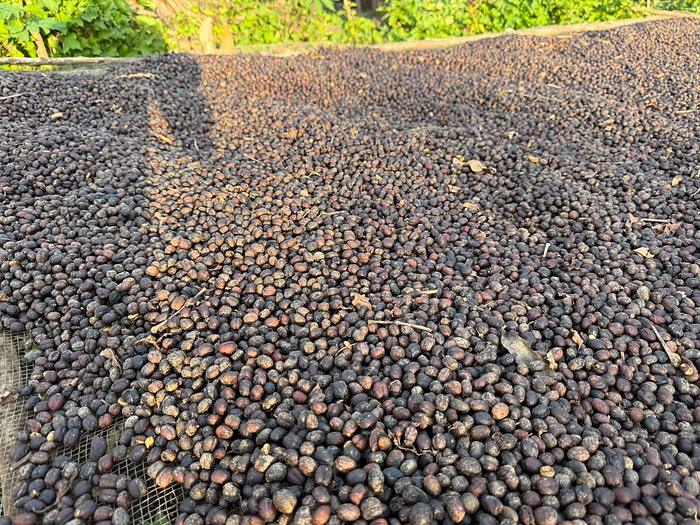 Close view of cherries drying in the sun