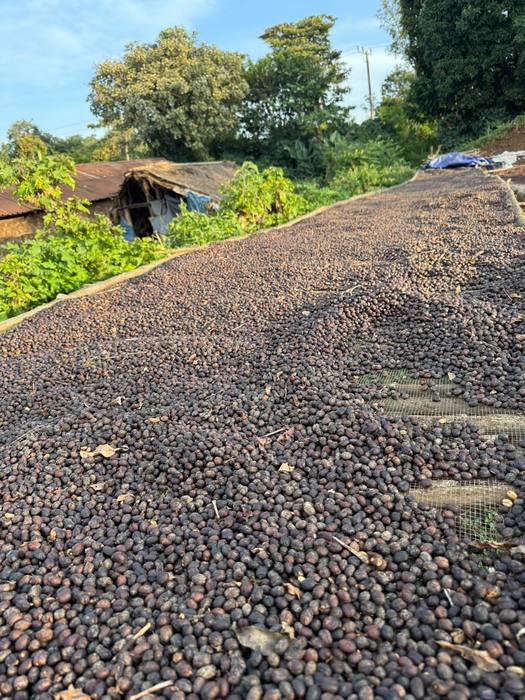 A full drying field of cherries at the collection site