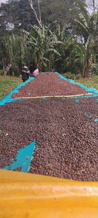 A long run of drying cherries at the collection site