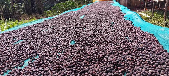 Cherries drying on mesh over raised beds