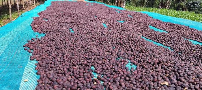A long raised drying bed of coffee cherries