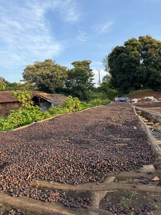 Coffee cherries spread across the drying yard