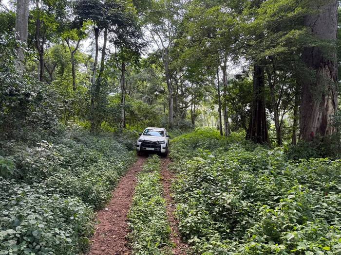 Farm track through shaded coffee in the Kaffa forest
