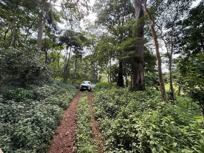 Coffee growing either side of a forest track, Bench Sheko