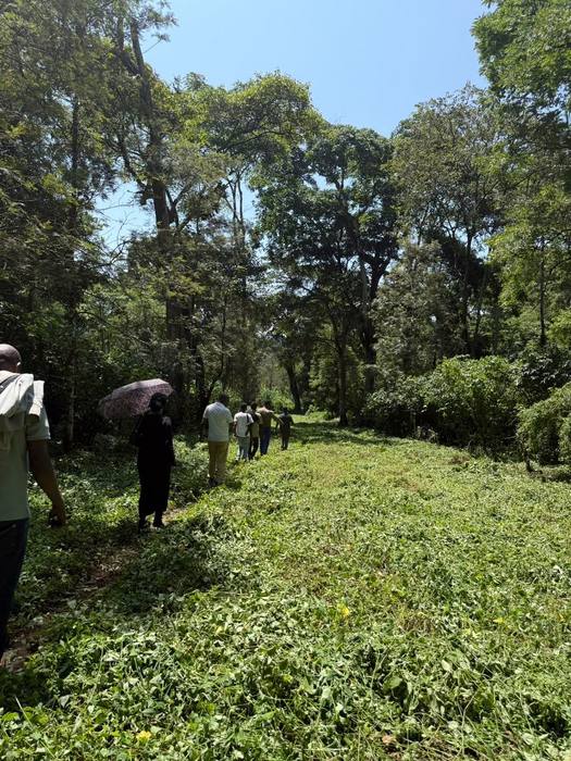 Farm workers walking through forest coffee