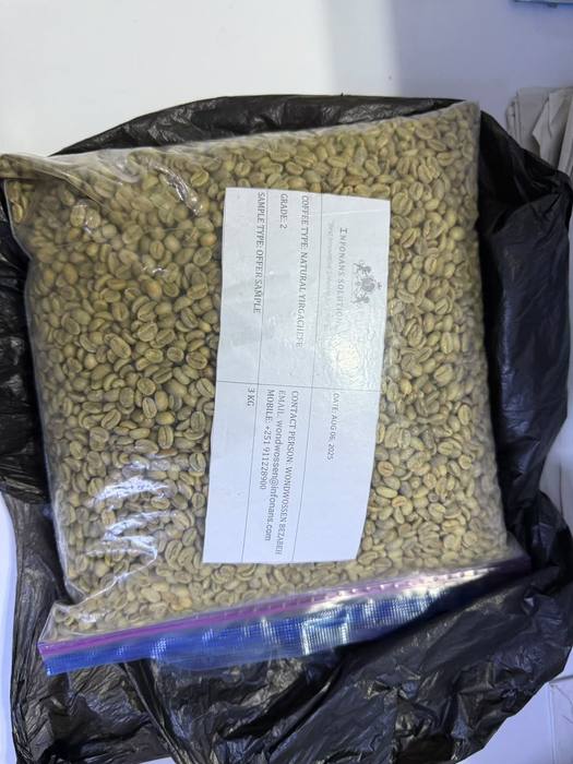 Graded green coffee beans packed as an export sample