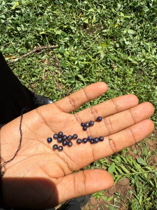 Dried coffee beans held in an open hand