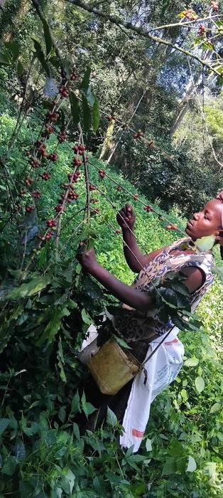 A picker collecting cherries by hand from a coffee tree