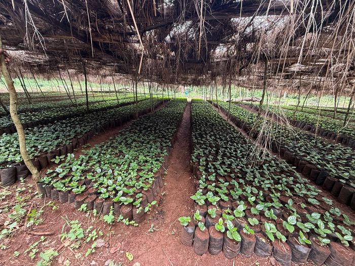 Coffee seedlings in rows under the Moyica nursery shade roof