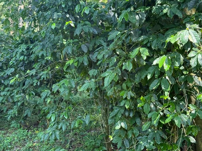 Dense young plants at the Moyica nursery site