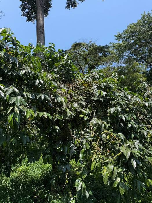 Coffee trees under tall forest shade