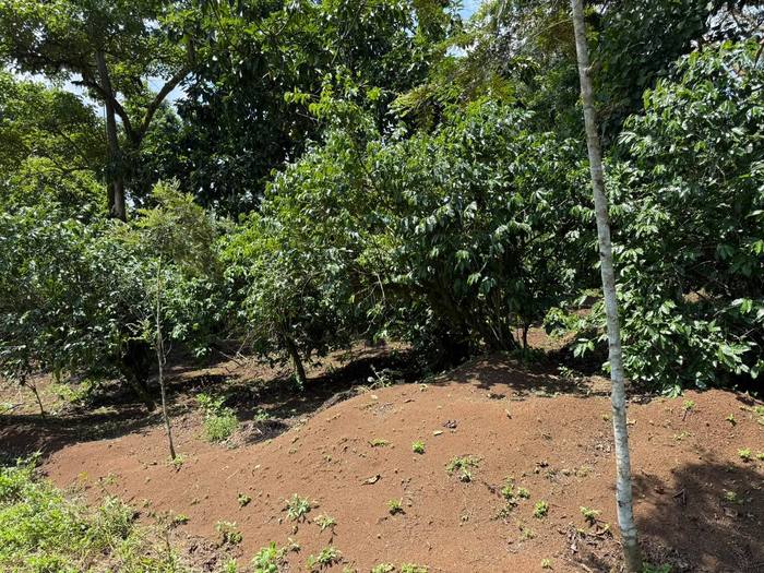 Rows of young coffee trees in red soil