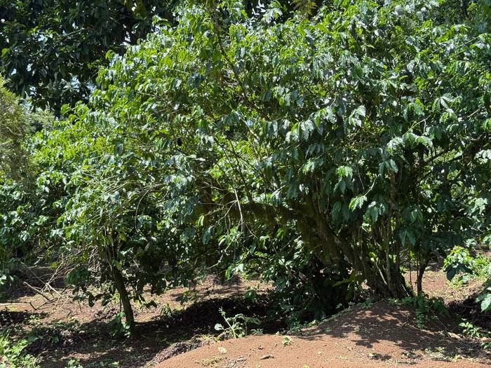 Shade-grown coffee trees on the Moyica plantation