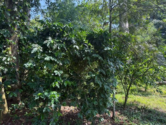 Wide view of the Moyica plantation