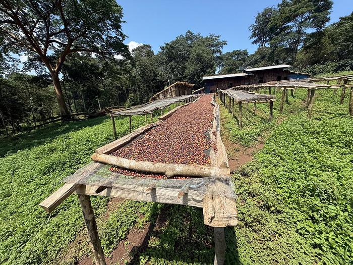 Raised drying tables in the shade of the forest