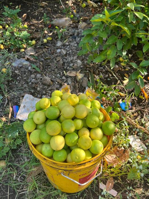 Fruit grown alongside coffee on the shaded farm