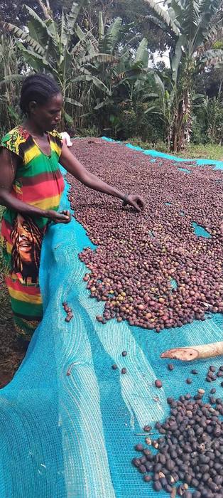 A worker turning cherries on a raised drying bed
