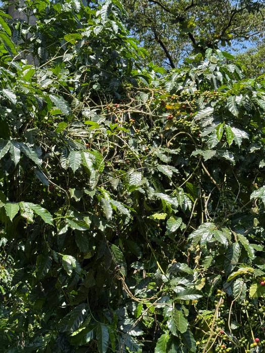 Green coffee cherries on a shaded tree