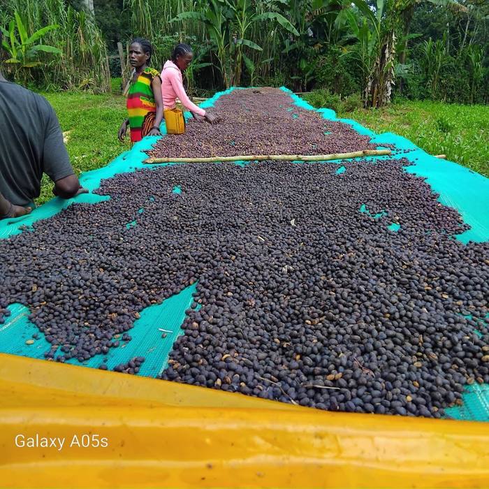 Two workers raking drying cherries by hand