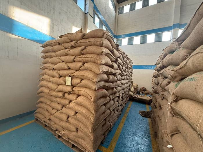Jute bags of green coffee stacked on pallets